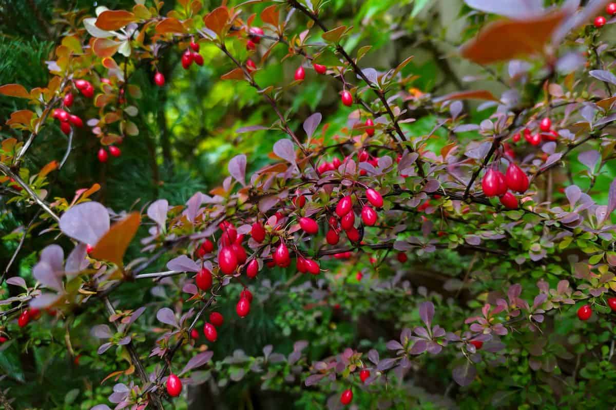 Red berries of barberry on a bush branch close-up. Barberry bush in the autumn garden