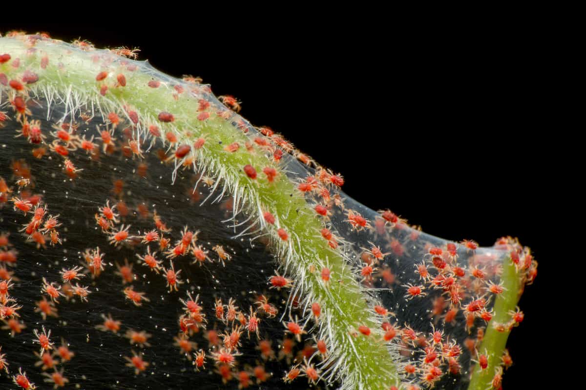 Red spider mite infestation on vegetable