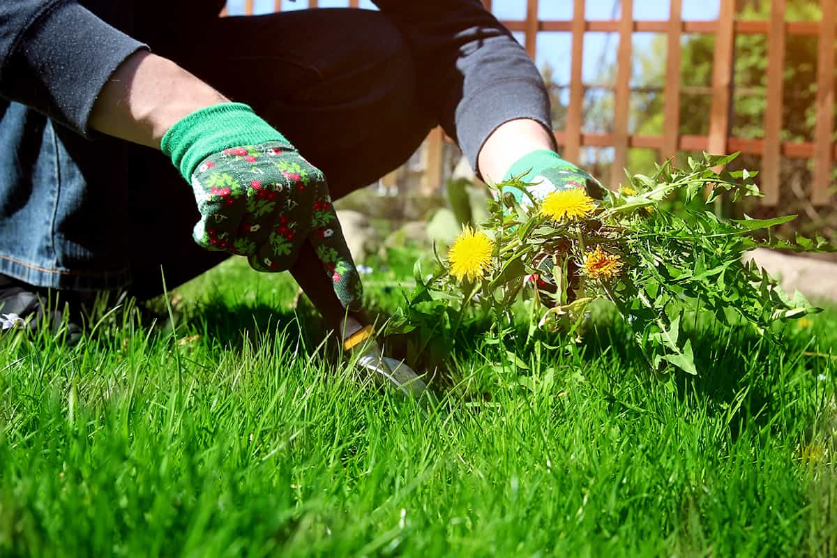 Removing weeds out from the grass loan