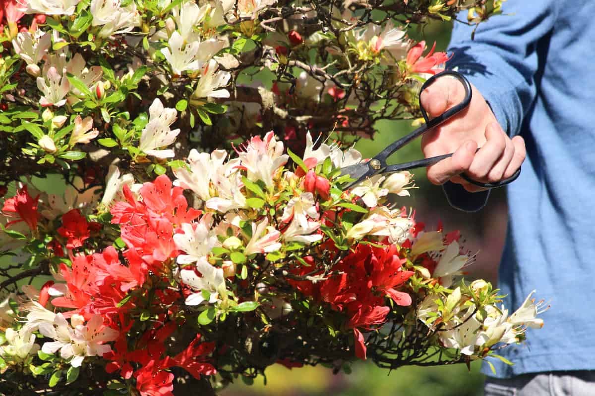 Rhododendron tree being pruned with scissors