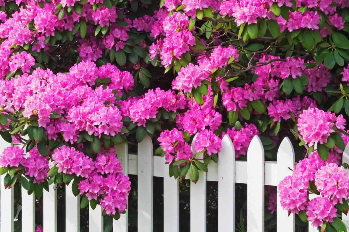 Rhododendrons and picket fence in the Smoky Mountains National Park