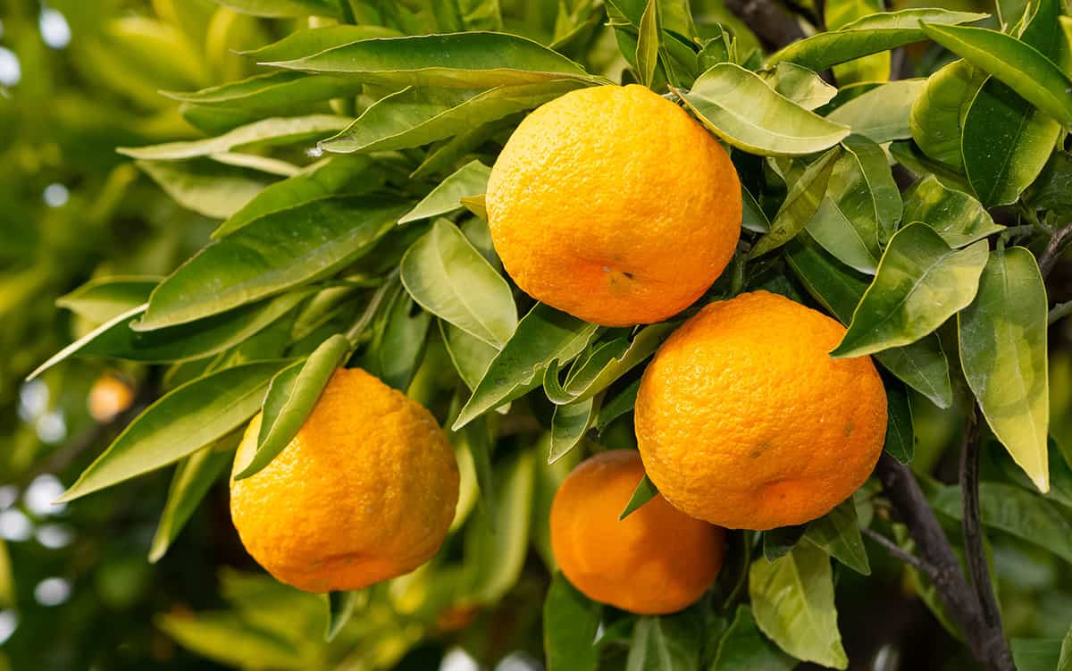 Ripe tangerines on the tree