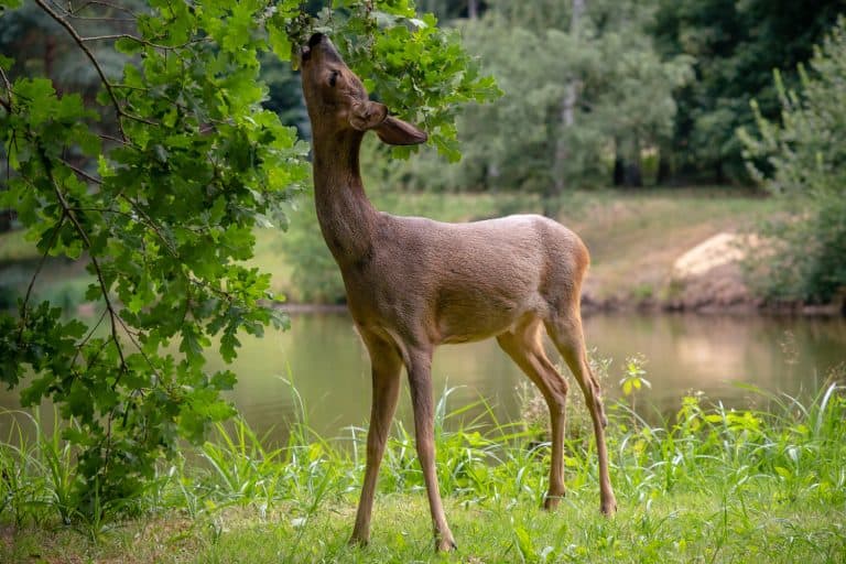 Roe deer eating acorns from the tree, Capreolus capreolus. Wild roe deer in nature, Do Deer Eat Weeping Cherry Trees