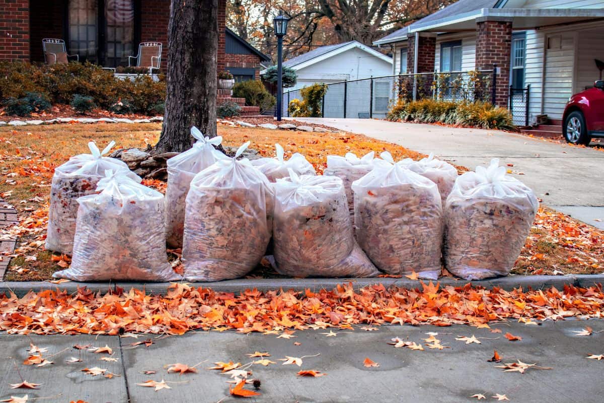 Rows of clear bags of Autumn leaves with more Maple leaves scatterd on yard and in street after a rain in residential neighborhood with car in neighboring drive and American flag reflected in french.