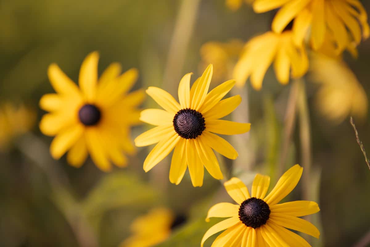 Rudbeckia with yellow flowers blooms in the garden