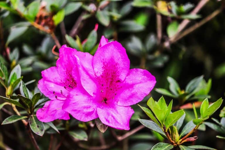 Saliyah or Azalea is a type of flowering plant from the Ericaceae family and the Rhododendron genus that grows in temperate climates. The flowers bloom in early summer and in fall lose their leaves., Do Rhododendrons Lose Their Leaves In The Fall/Winter?