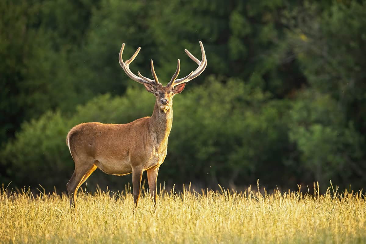 Sunlit red deer, cervus elaphus, stag with new antlers growing facing camera in summer nature. Alert herbivore from side view with copy space. Wild animal with brown fur observing on hay field. 