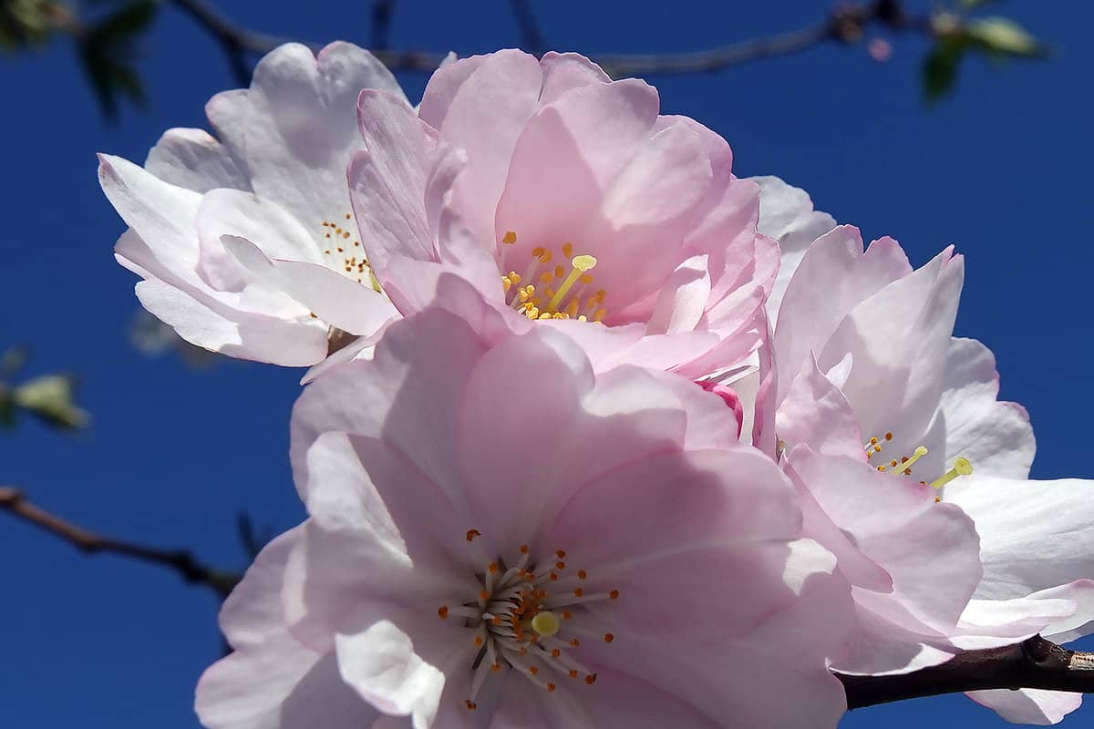Sakura tree spring flowering in the parks of the city of Kiev 