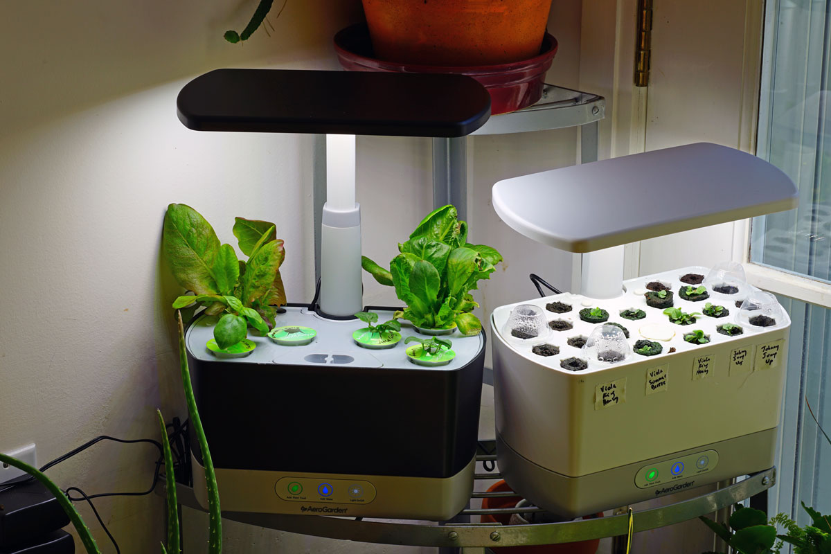 Salad greens and herb seedlings growing at home in an Aerogarden hydroponic countertop machine