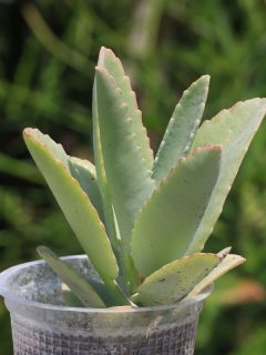 Seedling of Donkey Ear Succulent Plant. - My Donkey Ear Plant Leaves Are Curling - Why? What To Do?
