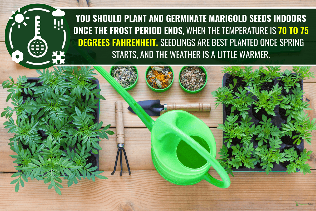 Seedlings of marigold flowers, seeds, garden tools and a green watering can on a wooden background, When To Plant Marigolds? [Inc. Seeds And Seedlings]