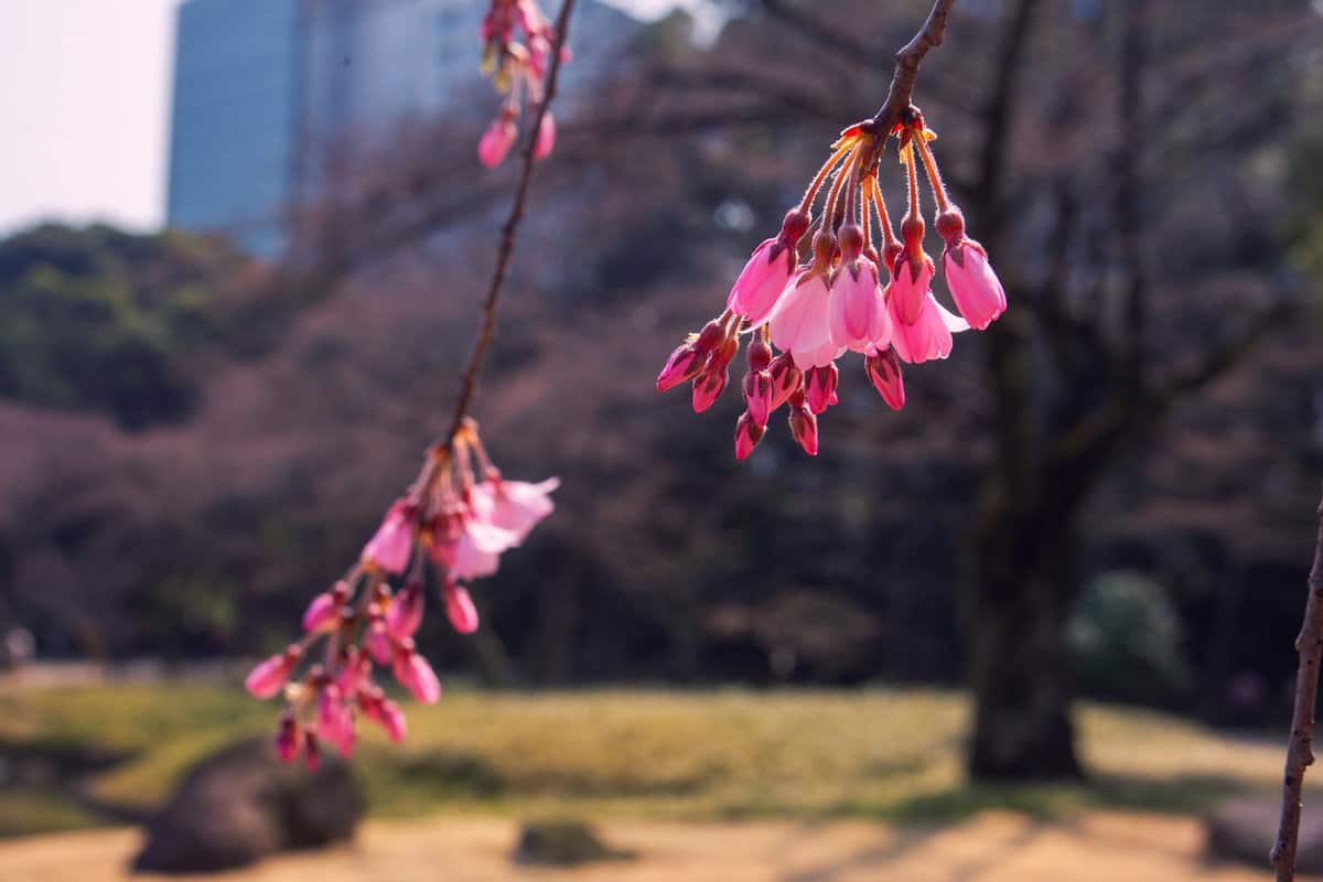 Shidare or Weeping Cherry trees - blossom inend of March in Kiyosumi Teien park in Tokyo