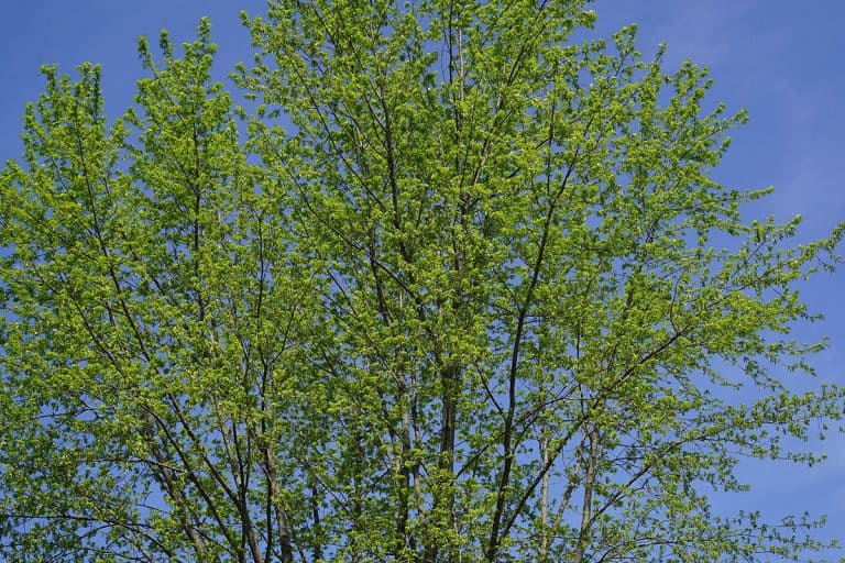Silver Maple tree grown green leaves during the spring, How Much Sunlight Do Silver Maple Trees Need?