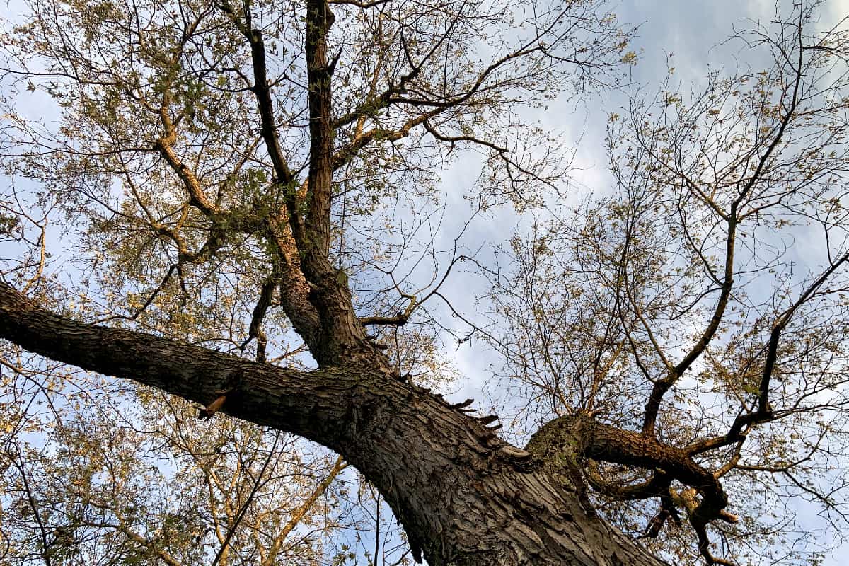 Silver maple tree in autumn
