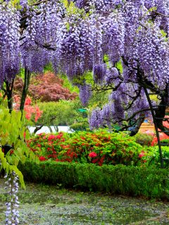 Small rural park with red azalea flowers and green garden trees, Wisteria Tree Vs Vine: Is There A Difference?