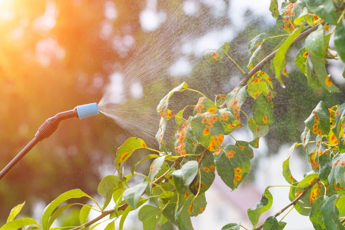Spaying tree in the garden with water or plant protection products such as pesticides against diseases and pests