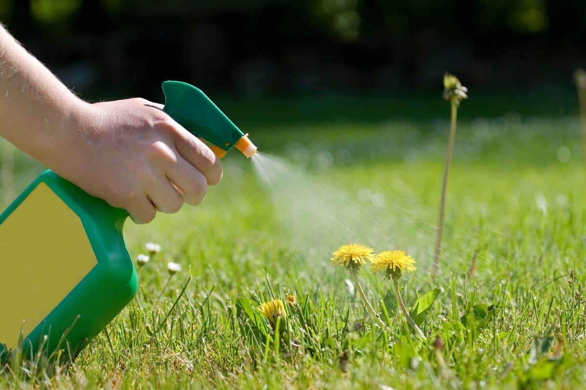 Spraying dandelions with a green and yellow atomizer in the garden