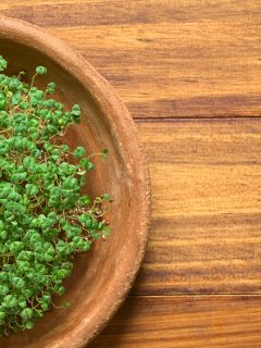 Sprouted or germinated chia seeds (lat. Salvia hispanica) on terracotta plate, photographed on wood, How Long Do Chia Pets Last [& How To Properly Care For Them]?