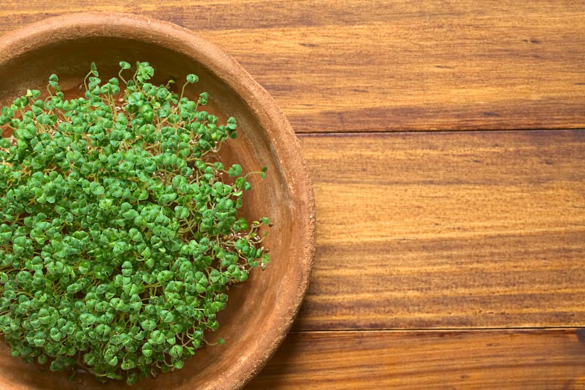 Sprouted or germinated chia seeds (lat. Salvia hispanica) on terracotta plate, photographed on wood with nat