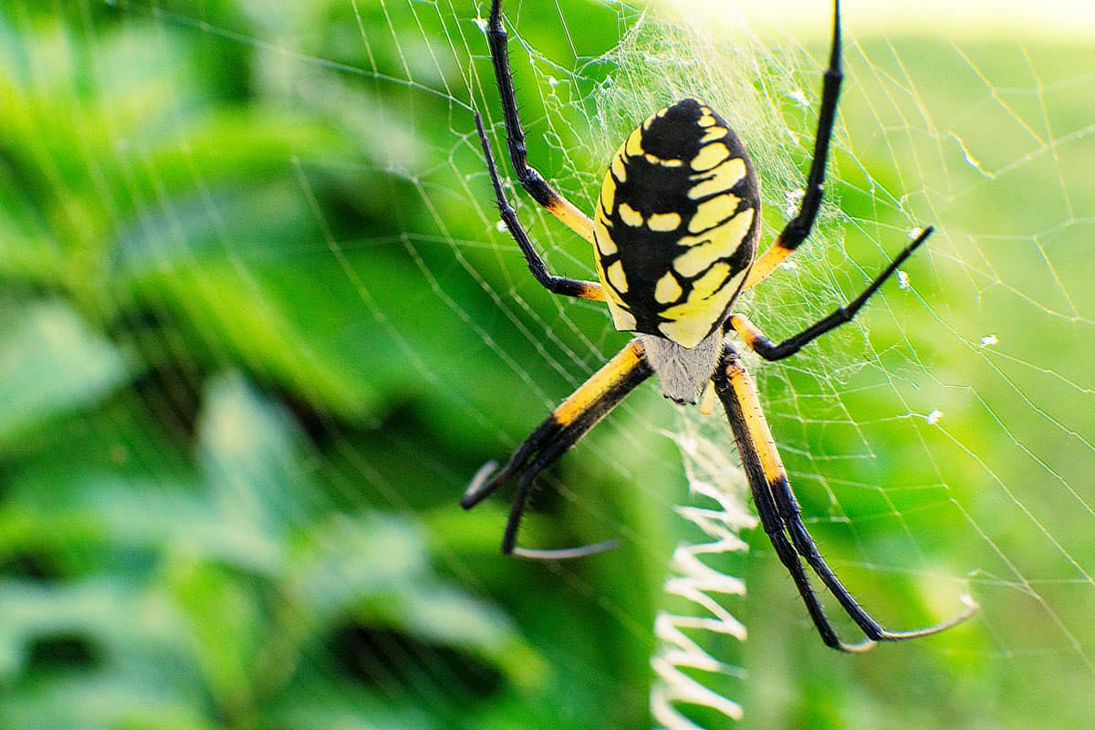 Steelers Spider Alien Like Black and Yellow Garden Spider belongs to the genus Argiope family