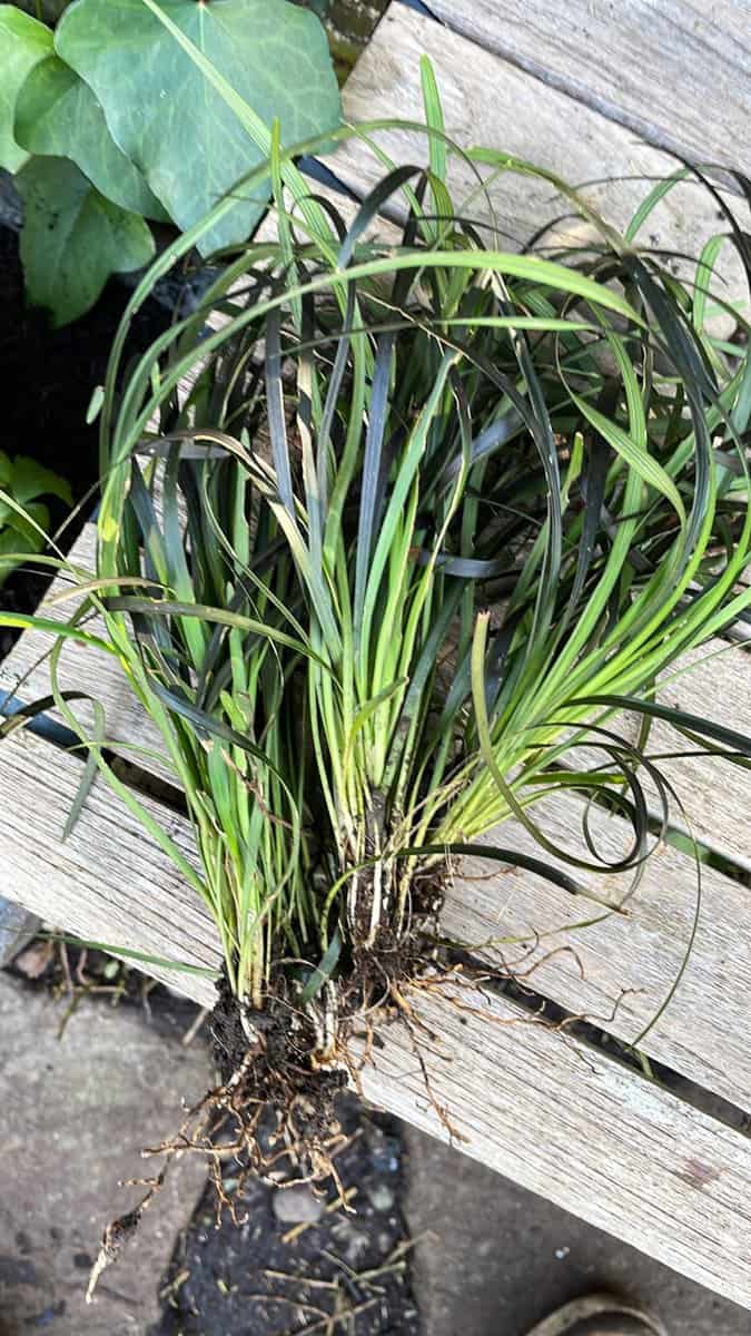 Stock photo showing elevated view of clumps of Black mondo (Ophiopogon planiscapus) removed from soil ready to be transferred to another area of a garden. 