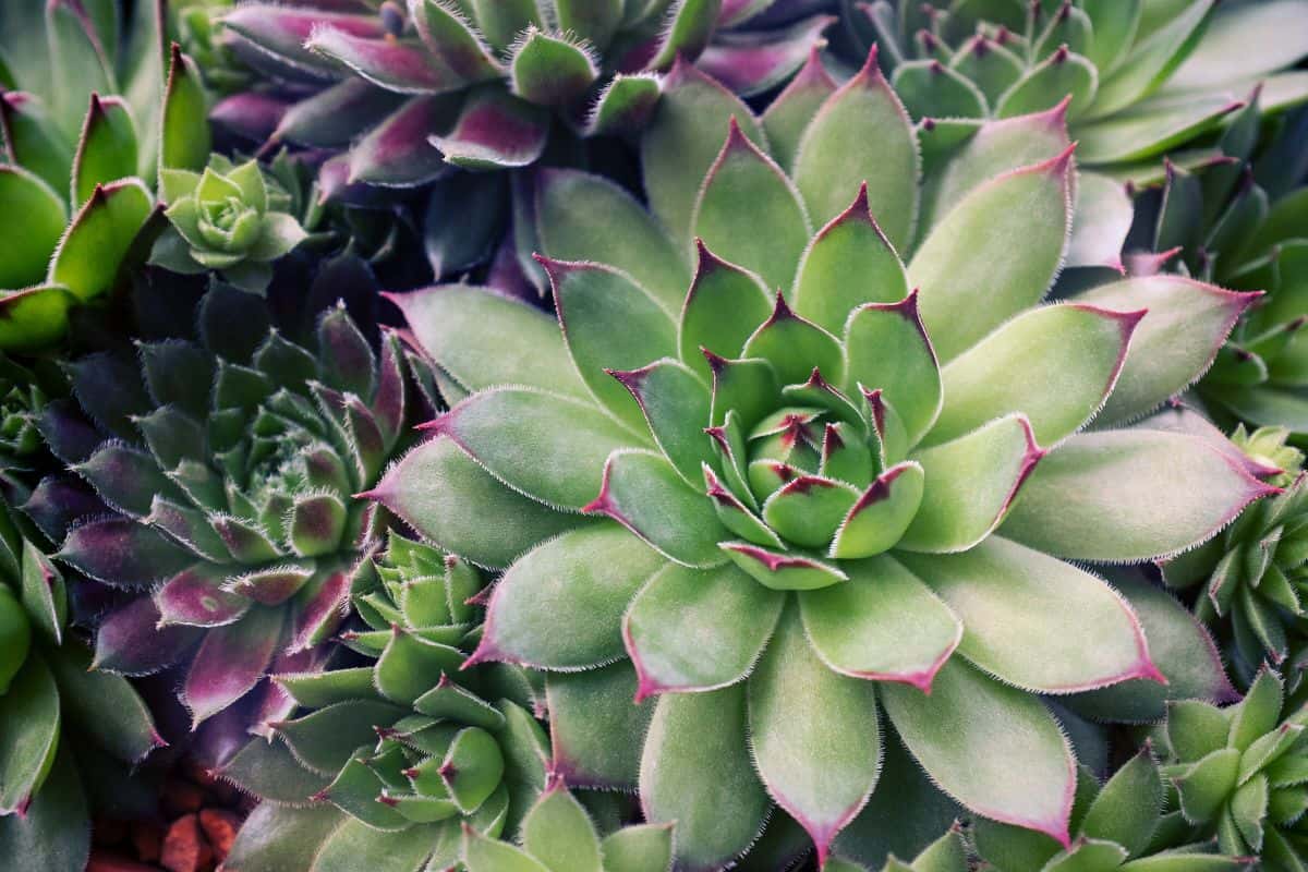 Succulent plants close up