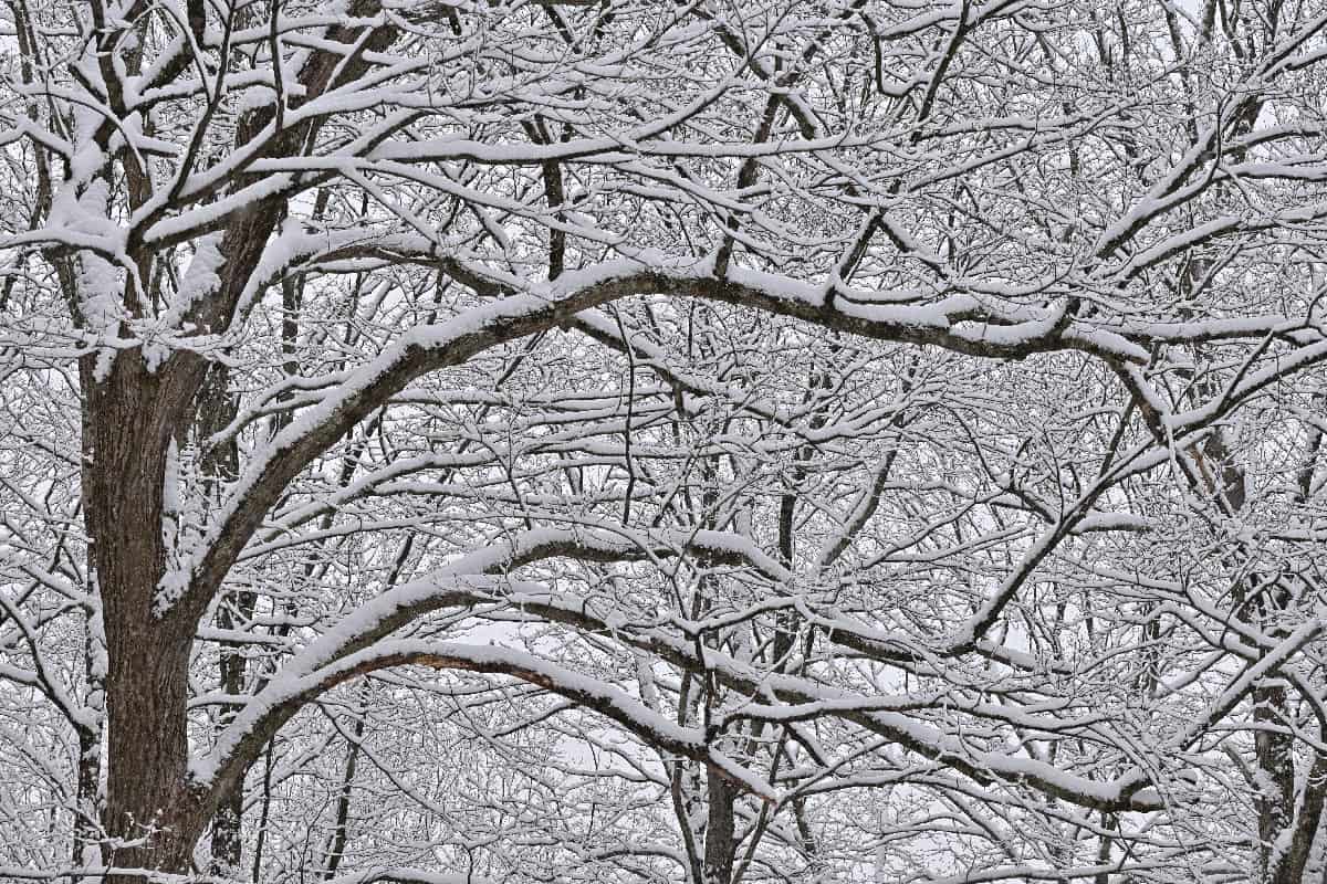 Sugar maple covered in wet snow