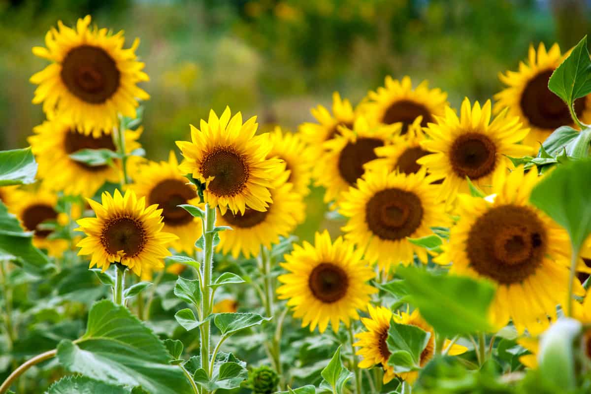 Sunflower blooming