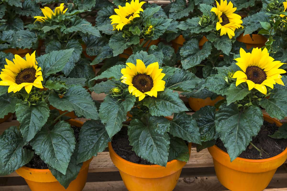 Sunflowers in terracotta pots