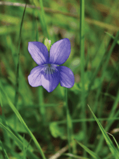 Sweet Violet (Viola odorata) blossom closeup. Wood violet flowering plant in bloom. What Is The Best Herbicide For Wild Violets