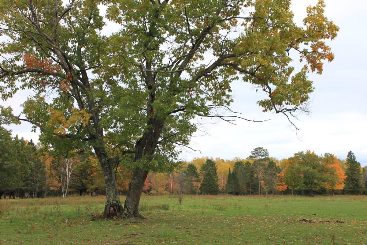 This magnificent silver maple (Acer saccharinum) towers above a grassy field. If you look closely you can see the dark shapes of horses weaving through the distant autumn trees. - Do Silver Maples Have Shallow Roots [Are They Invasive]