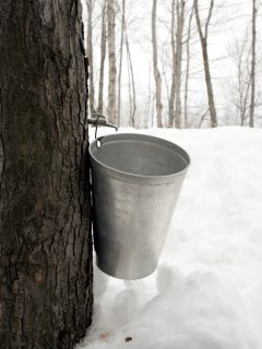 Tapping sugar maple trees on the Ile d'Orlean in Quebec, Canada, in springtime. The sap collected is boiled down, in the sugar house, to make maple syrup. - Can You Tap Silver Maple Trees [Everything You Need To Know]