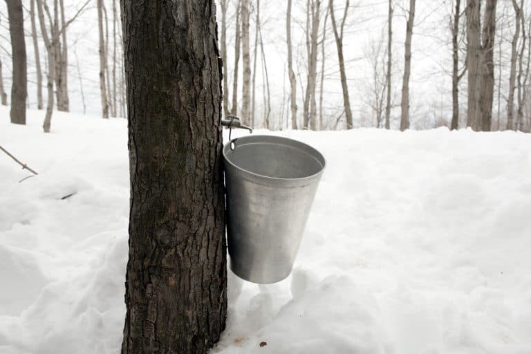 Tapping sugar maple trees on the Ile d'Orlean in Quebec, Canada, in springtime. The sap collected is boiled down, in the sugar house, to make maple syrup. - Can You Tap Silver Maple Trees [Everything You Need To Know]