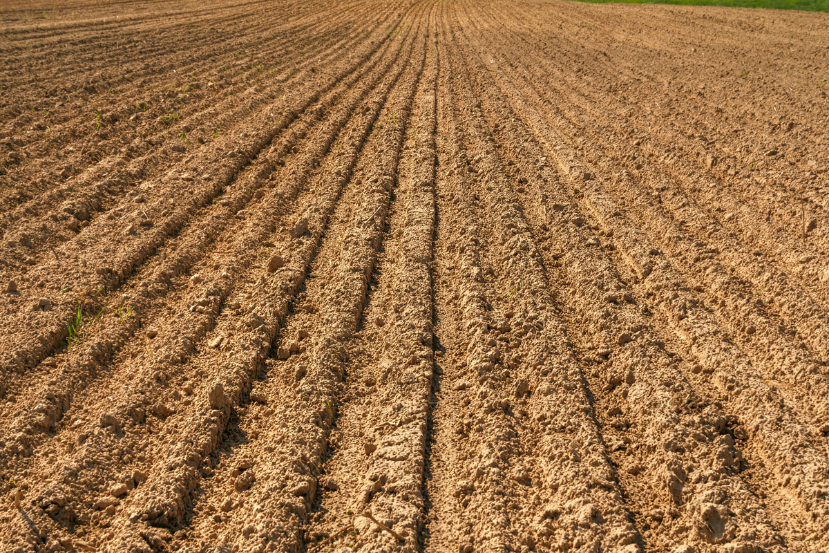 The plowed field. Furrow go to the horizon. The sowing of winter crops