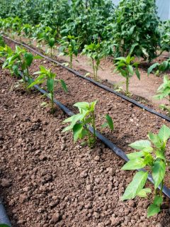 Tomato and pepper plants in a greenhouse and drip irrigation system - selective focus. - How Far Apart Should Drip Lines Be?
