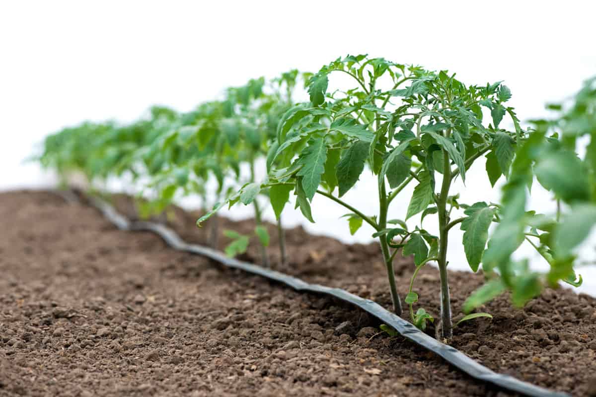 Tomato plants at a greenhouse with a drip irrigation system