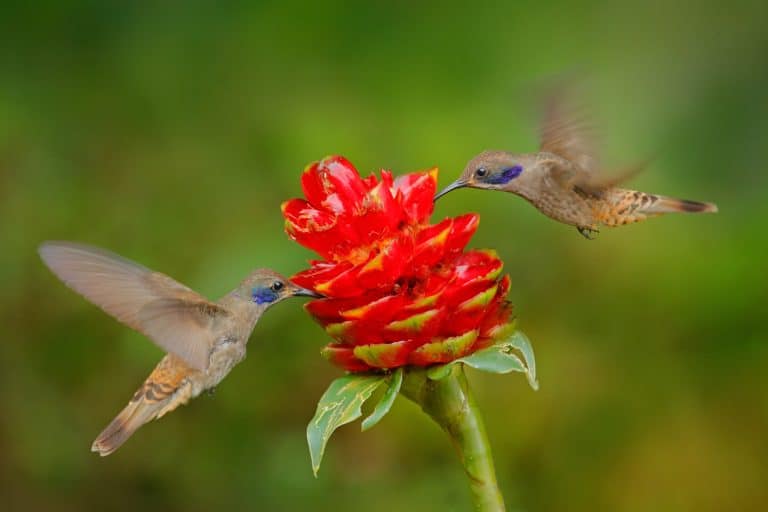 Birds flying next to beautiful violet bloom, Does Portulaca Attract Hummingbirds?