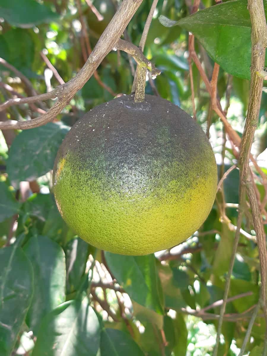 Unripe citrus fruits with sooty mold fungi, as a result of the activity of Citrus scale mealybug, Planococcus citri