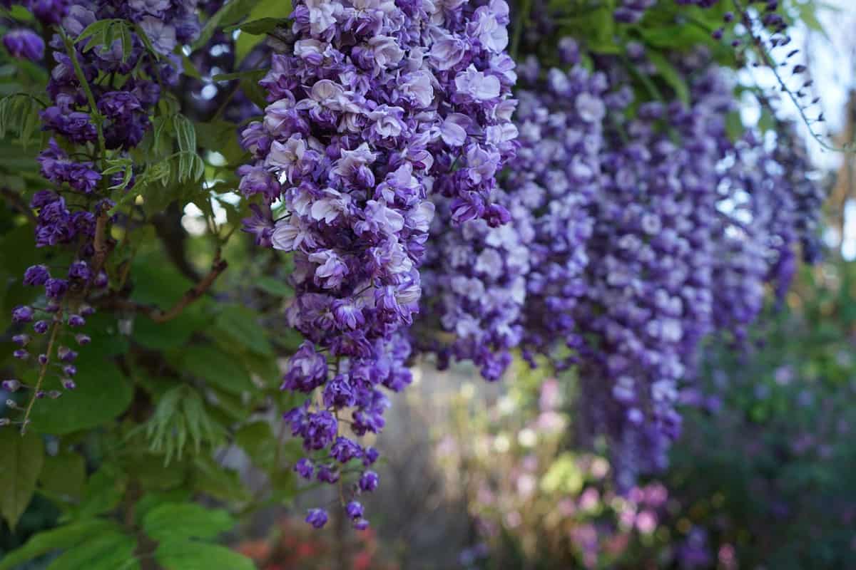 Up close photo of a beautiful Wisteria flower