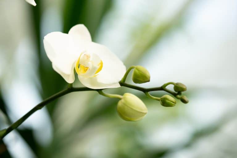 Up close photo of a beautiful white orchard, How Long Does It Take For Orchid Buds To Open?