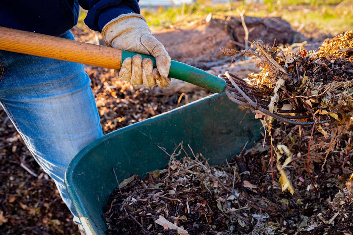 Using a pitchfork to add wood chips and shredded brush to a no-dig raised bed