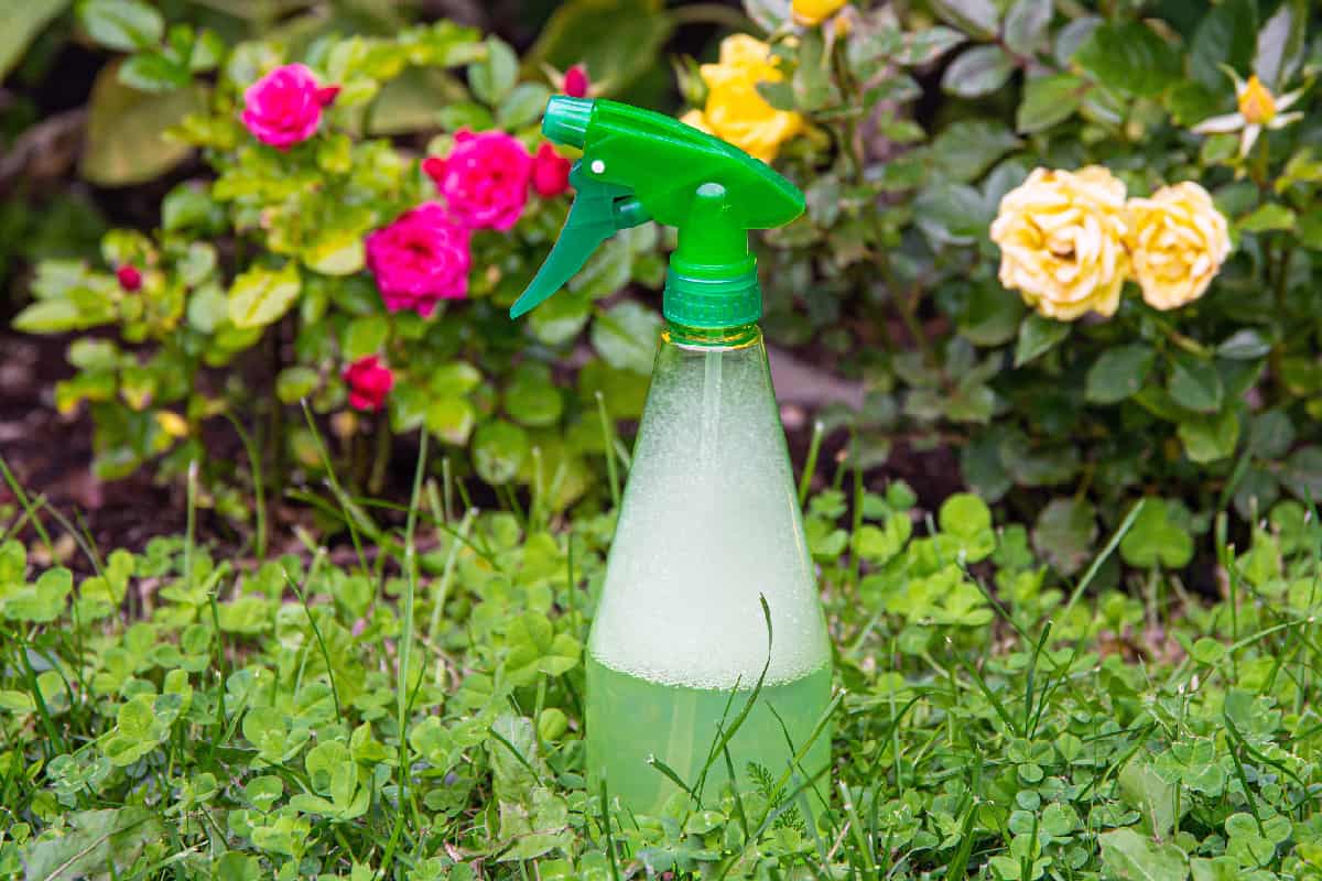 Using homemade insecticidal insect spray in home garden