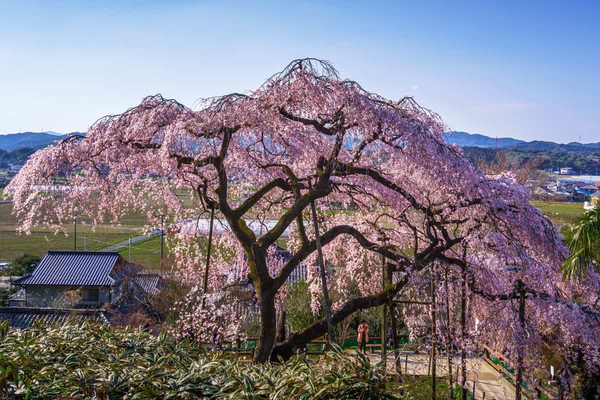 Valley Below Seen Through Cherry Blossom Trees In Japan.