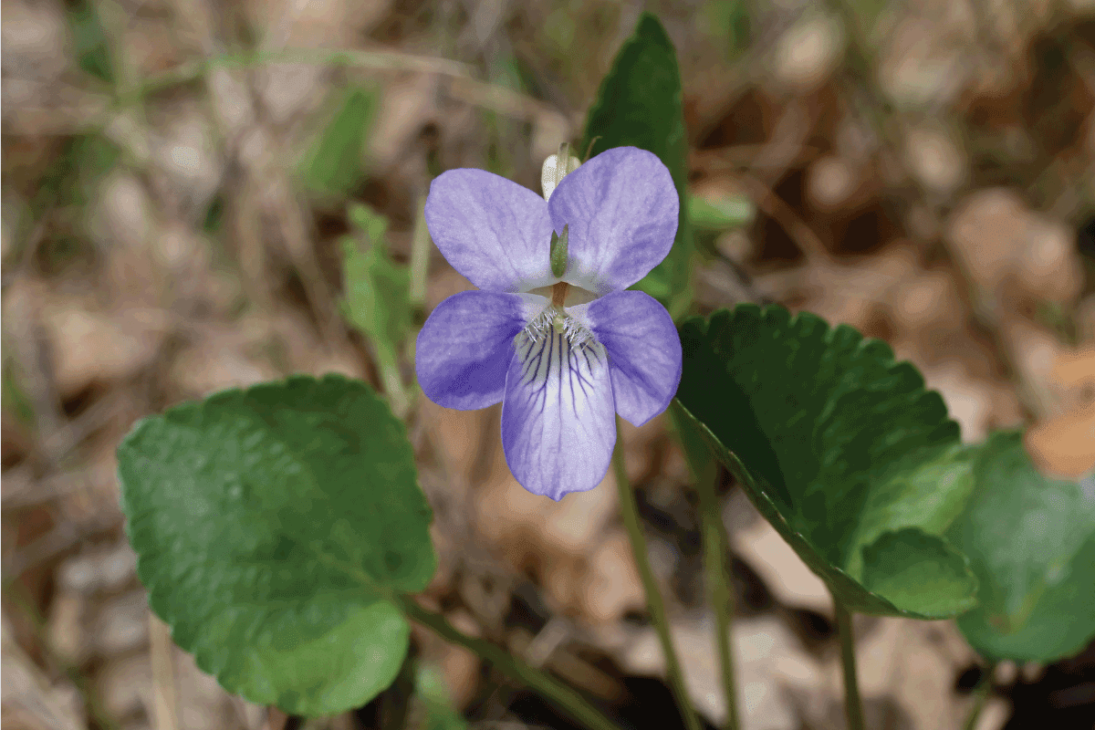 Viola riviniana, Common Dog Violet, Violaceae. Wild plant shot in spring.