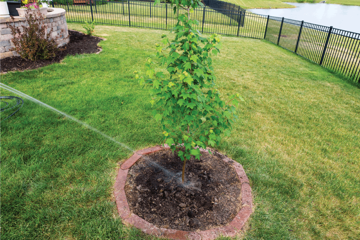 Watering a newly planted maple sapling in a round flowerbed with brick border in a lawn with a hose