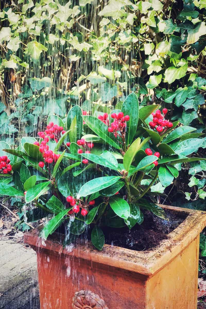 Watering a skimmia japonica with red berries