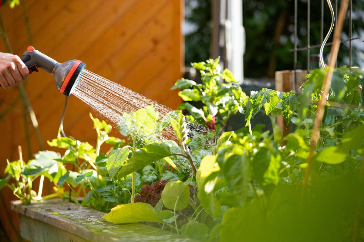 Watering fresh vegetables and herbs on a raised bed