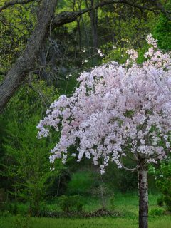 Weeping Cherry Tree - Do Weeping Cherry Trees Produce Fruit [Can You Eat It]