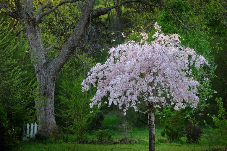 Weeping Cherry Tree - Do Weeping Cherry Trees Produce Fruit [Can You Eat It]