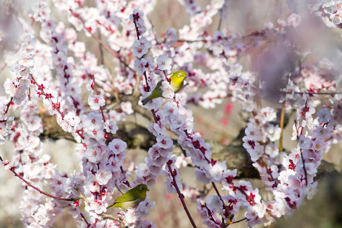 Weeping cherry tree blooms in spring time with bird on it getting a shade from a sunny day
